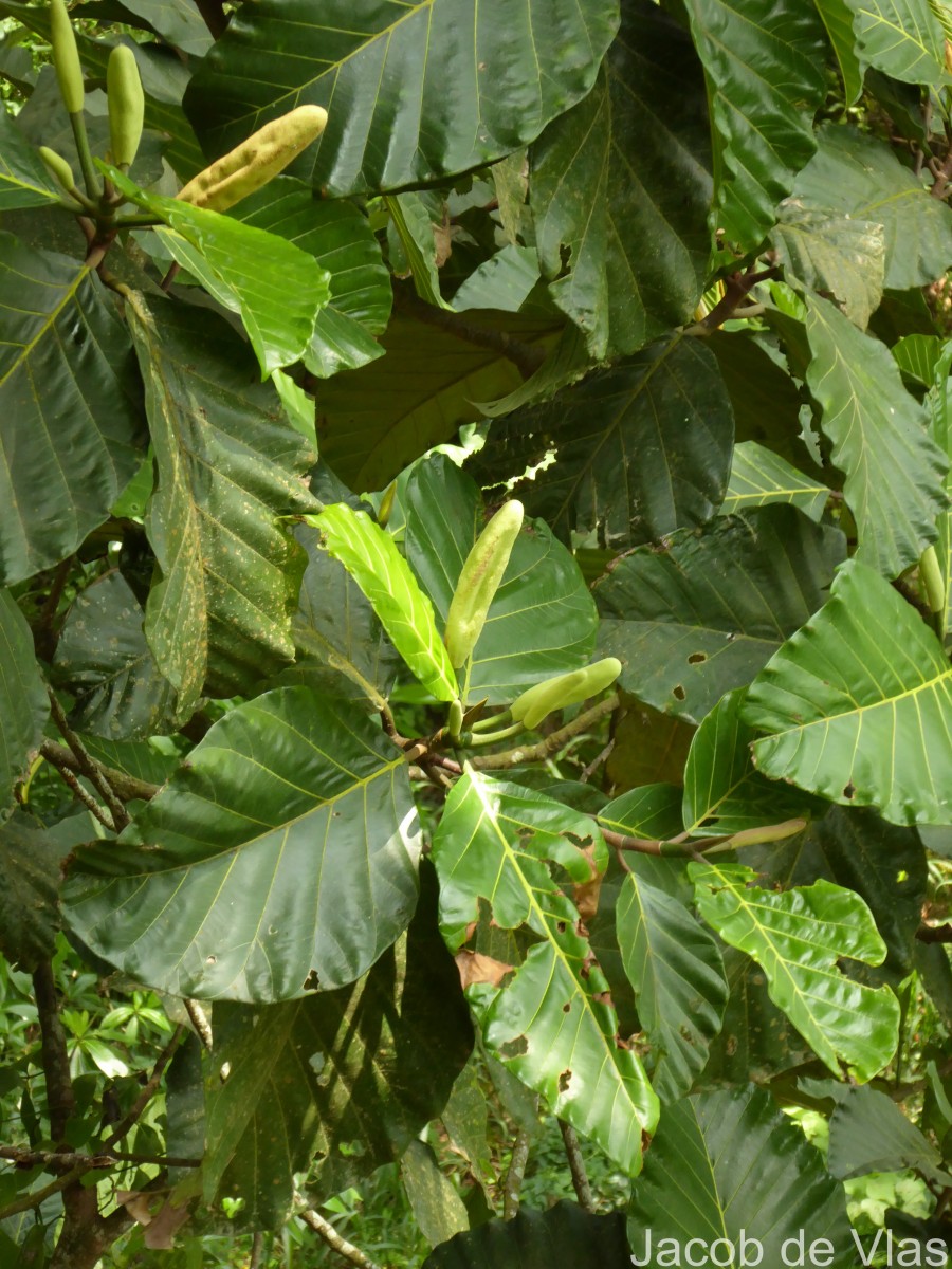 Artocarpus nobilis Thwaites